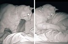 Video Katzenvideos Katzen