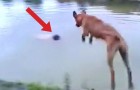 Il voit son maître plonger dans l'eau: sa réaction de ce chien vous fera sourire