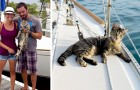 Video de Gatos