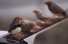 Componisten met vleugels: lopend op elektrische gitaren creëren deze vogels ongelooflijke melodieën