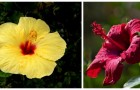 Ibisco: scopri come prenderti cura di uno dei fiori più belli dell'estate