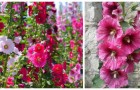 Malvarosa o Alcea rosea: sapevi che coltivare questo fiore strepitoso è davvero semplice?