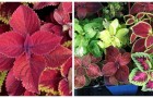 Coleus: riempi di colore la casa con queste straordinarie piante dalle foglie variopinte