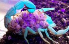 Mamma scorpione e decine di piccoli diventano fluorescenti sotto i raggi UV: il filmato è impressionante