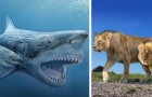 15 fascinerende foto's waarop dieren van tegenwoordig staan naast hun prehistorische voorouders waarvan zij afstammelingen zijn 