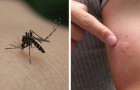 Waarom worden sommigen 's zomers vaker door muggen gestoken dan anderen?