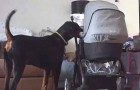 En hund lugnar en bebis genom att ge henne hennes favoritleksak