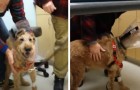 Video Schattige video's Schattig