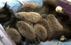 Acht verdwaalde egeljongen willen niet eten, maar dan komt poezenmamma hen redden