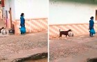 Cute little dog helps his mistress with the shopping by carrying a pot between her teeth
