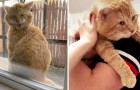 Streunendes Kätzchen taucht jeden Tag vor dem Fenster eines Mädchens auf und bittet um Einlass