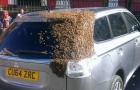 Un essaim colossal de 20 000 abeilles suit une voiture pendant 2 jours : elles devaient sauver la reine