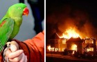 Papegaai maakt zijn baasje midden in de nacht wakker en redt hem uit het huis dat in vlammen opging