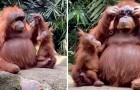 Mamãe orangotango pega os óculos escuros de um turista e os coloca, mostrando para o seu filhote
