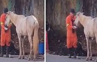 Uno spazzino interrompe il proprio lavoro per dare da bere ad un cavallo assetato: un gesto nobilissimo