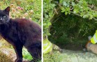 Gatto salva la vita alla padrona caduta in un burrone miagolando per attirare l'attenzione