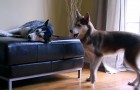 Video Video's nieuwsgierig Nieuwsgierig