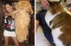 15 Katzen, die so groß sind, dass sie nicht einmal merken, wie sperrig sie sind