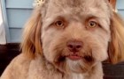 Dieser Hund hat das Internet wegen seines sonderbaren Äußeren „aufgewühlt“: Sein Gesicht ähnelt dem eines Menschen