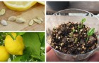 Non buttare i semi del limone: puoi farli germinare e coltivare piantine di limone anche in una tazza