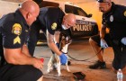 Three policemen notice a dog abandoned in a hot car: they remove the door to save it