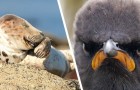 Vidéos d' Animaux
