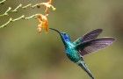 Alcune femmine di colibrì cambiano colore del piumaggio per non essere importunate dai maschi