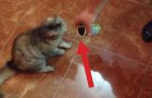 Ecco come reagisce di solito un gatto di fronte a una lattina di olive. Lo sapevate?