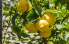 Piante di limone: scopri come coltivare far crescere in casa questi frutti belli e profumati