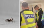 Une fille voit une araignée dans sa maison et crie si fort que les voisins appellent la police