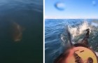 Surfista viene inseguito da uno squalo e scappa: il filmato è da brividi