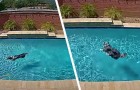 Video Hundevideos Hunde
