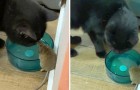 Joven descubre que su gato hizo amistad con el ratón que persigue desde hace días