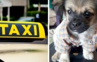Encuentra a su perro después de haberlo perdido en el mercado: había vuelto solo a bordo de un taxi