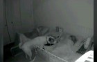 Deze hond controleert elke nacht of zijn baasjes slapen: een praktisch perfecte “oppas”