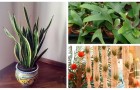 Scopri le piante perfette da tenere in casa per assorbire l'umidità