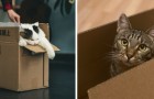 Waarom zijn katten zo dol op kartonnen dozen? Wetenschappers hebben naar een antwoord gezocht