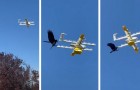 Uomo riprende un corvo che attacca un drone di Google mentre sta consegnando cibo