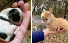 Tout simplement adorables : 16 petits animaux qui ont fait fondre nos cœurs de douceur