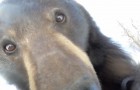 Un ours noir géant trouve une GoPro dans les bois et l'allume : la vidéo est hilarante
