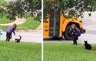 De kat begeleidt zijn 7-jarige baasje naar de bushalte en wacht tot ze naar school gaat
