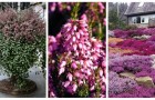 Vidéos de Jardinage