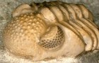 Questa incredibile creatura preistorica aveva centinaia di occhi in uno: la scoperta dei ricercatori