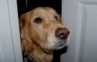 En hund förstår att hans husse inte mår bra, lyckas låsa upp ytterdörren och räddar hans liv