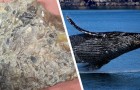 Visser vindt groot blok walviskots: 