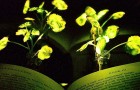 Un team di scienziati riesce a far emettere luce alle piante: l'invenzione del MIT