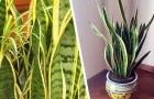 De bästa tipsen för att ta hand om en Sanseviera, den fantastiska växten som renar ditt hem