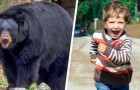 Ein dreijähriger Junge wird nach zweitägiger Suche im Wald gefunden: Er sagt, dass ein Bär ihn vor der Kälte gerettet hat