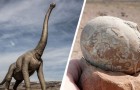 Plus de 100 œufs de dinosaures découverts en Patagonie : les chercheurs ont la preuve qu'ils vivaient en troupeaux