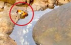 She's filming a crab, but what happens shortly after is so SCARY !